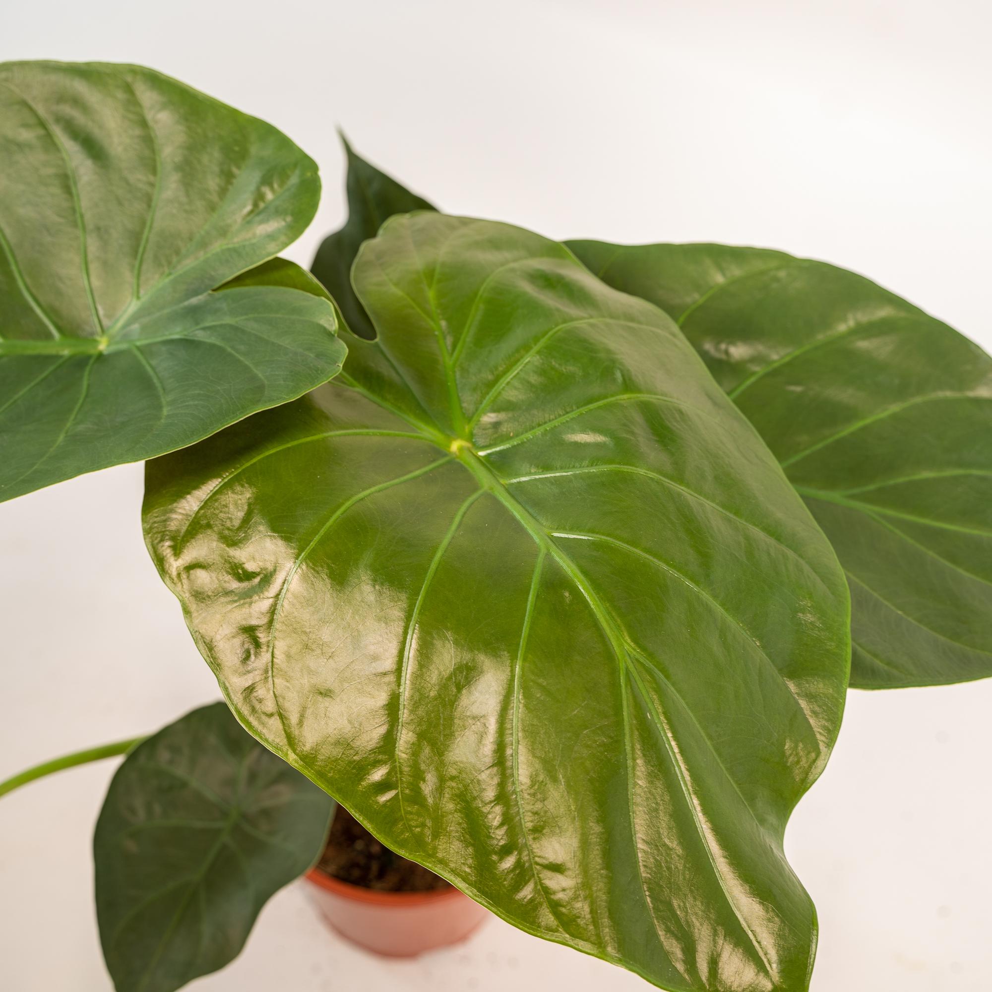 Alocasia Wentii - Ø19cm - ↕65cm + Mand Selin