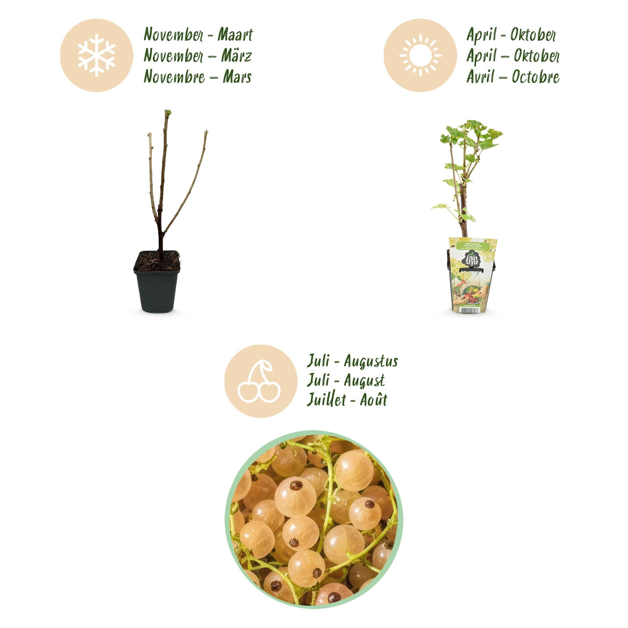 Green boutiQ - Fruitplanten - Wiite Bes - Ribes rubrum Witte Hollander - Winterhard - 6 Planten - Pot 9 cm - Witte Bes