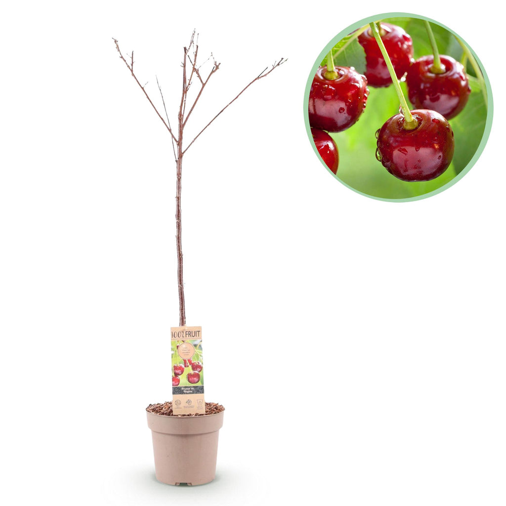 Green boutiQ - Fruitplant - Kersenboom - Prunus avium Regina  - Rode kers - Pot 21cm Hoogte 90cm