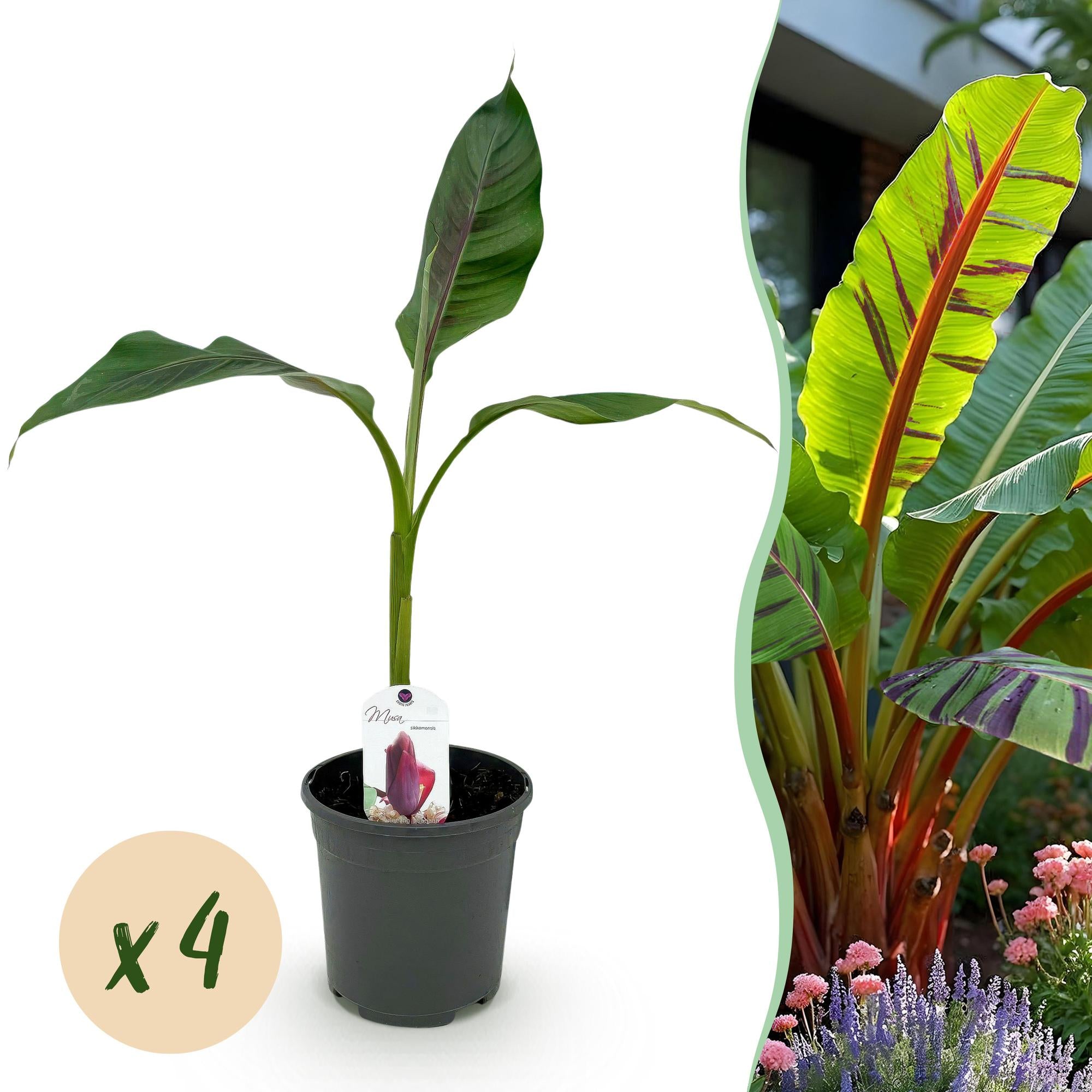 Green boutiQ - Fruitplant - Bananen plant - Musa sikkemensis Red Tiger - Winterhard - 4 planten - Pot 17cm Hoogte 40cm