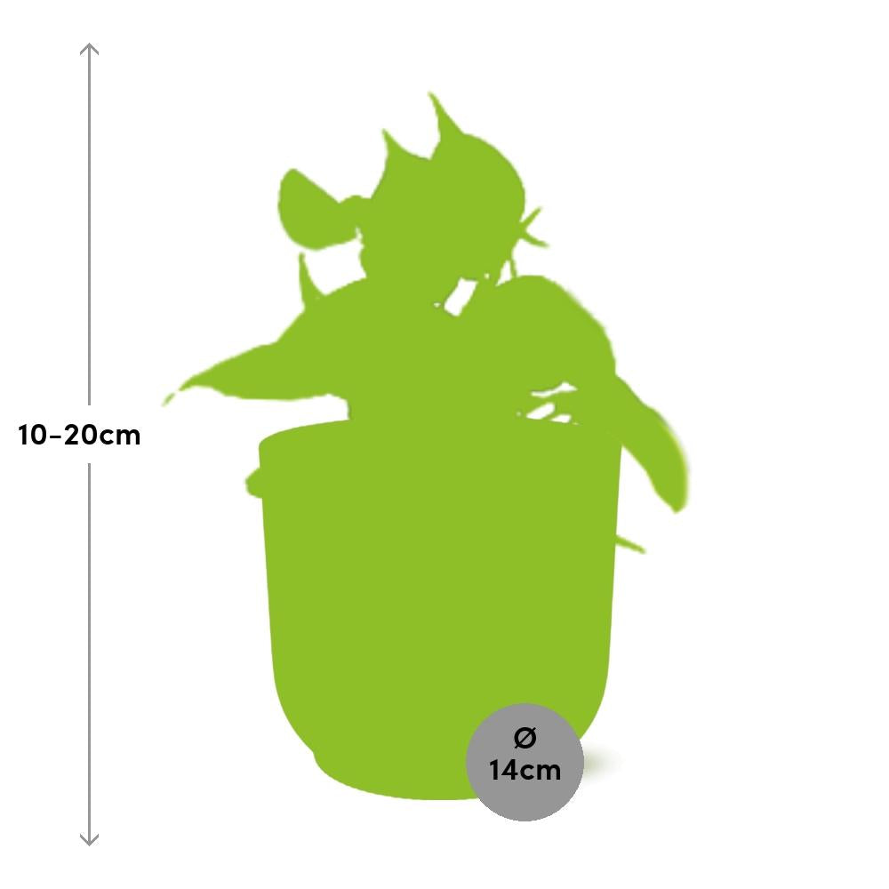 Philodendron Scandens ‘Brasil’ in ELHO Vibes Fold 14cm roze