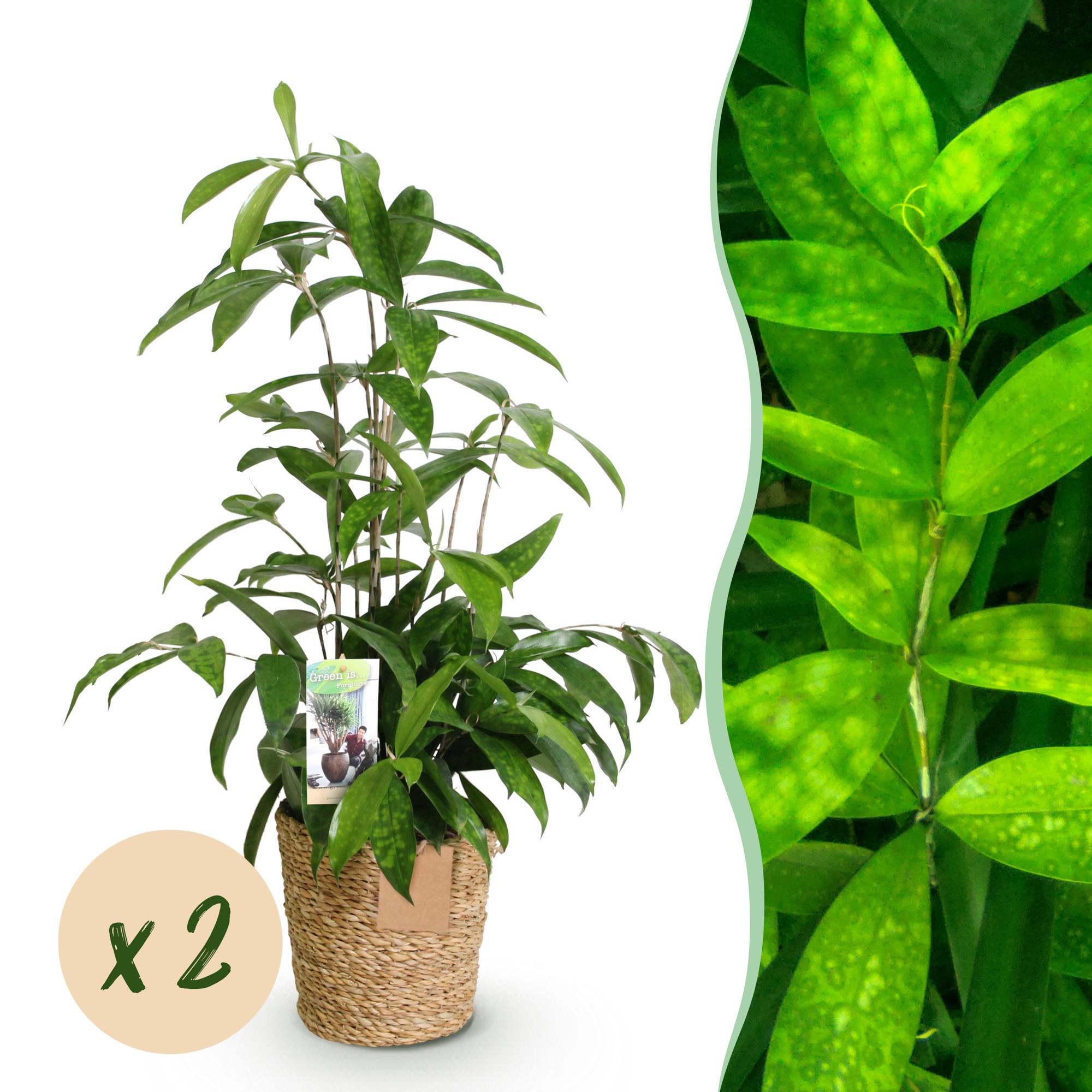 Green BoutiQ - Green is... Kamerplanten - Dracaena surculosa - Drakenbloedboom - Weinig onderhoud - met mand - Groen - 2 Planten - Pot 17cm - Hoogte 60-70cm