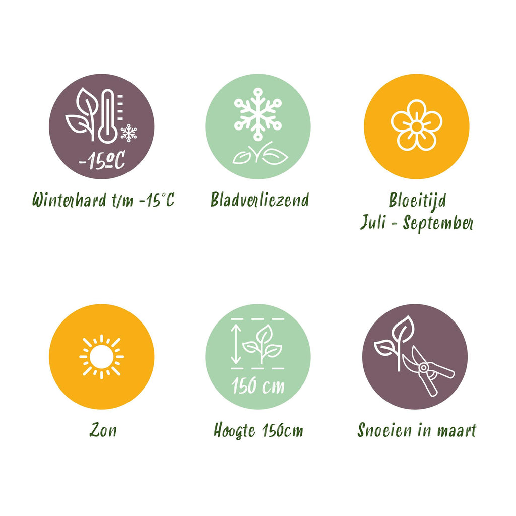 GreenboutiQ - Plante sur Tige - Hibiscus syriacus Starburst Chiffon® - Plante de Terrasse - Feuilles Caduques - Résistant à l'Hiver - Fleur Blanc-Rose - Pot 19cm Hauteur 90cm