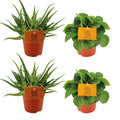 2x Aloe Spider + 2x Peperomia Rana Verde - 4 stuks - Ø10.5cm - ↕10cm