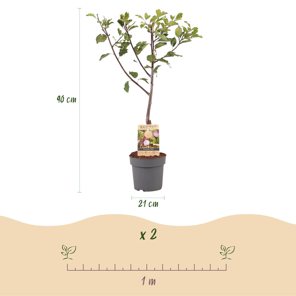 Green boutiQ - Fruitplant - Pruimen boom - Prunus domestica Opal - Geel Rode Vrucht - Pot 21cm Hoogte 90cm