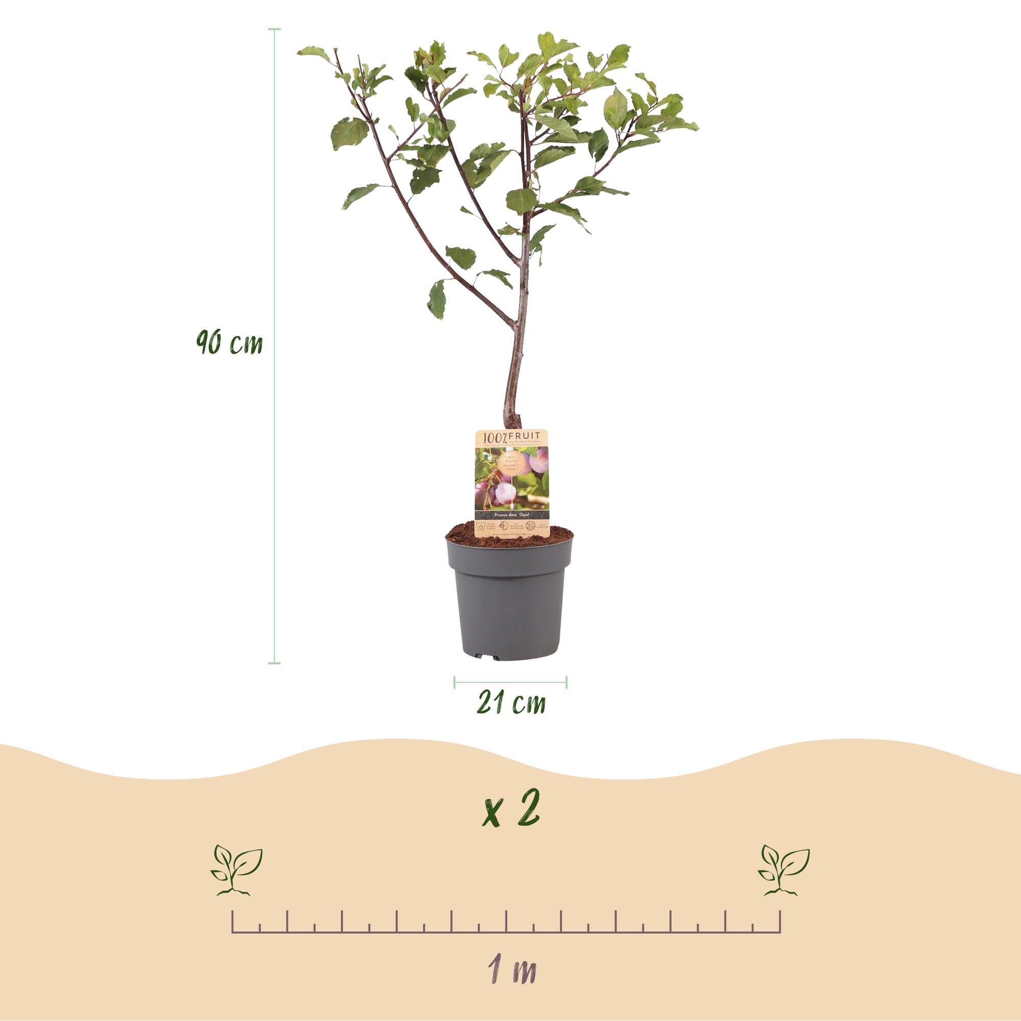 Green boutiQ - Fruitplant - Pruimen boom - Prunus domestica Opal - Geel Rode Vrucht - Pot 21cm Hoogte 90cm
