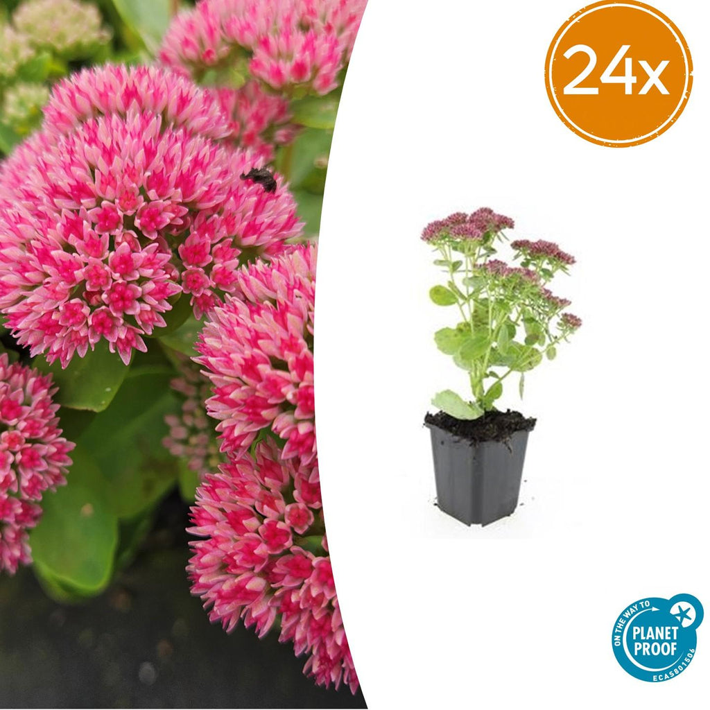 24x Sedum 'Herbstfreude' - ↕10-25cm - Ø9cm