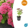 24x Sedum 'Herbstfreude' - ↕10-25cm - Ø9cm