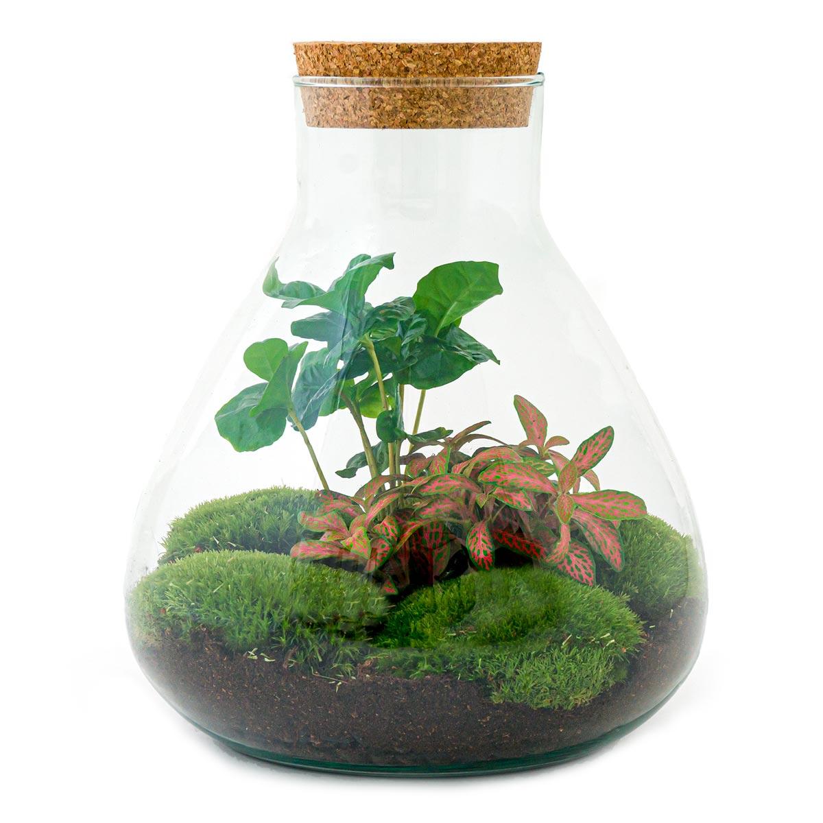 DIY terrarium - Sammie Coffea Red - Ø 22,5 cm ↑ 27 cm - Normal