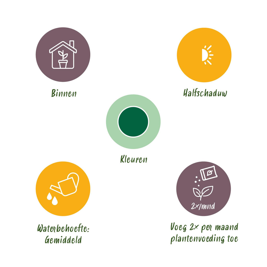 Green BoutiQ - Green is... Kamerplanten - Pachira Aquatica gevlochten stam - Geldboom - Weinig onderhoud - met mand - Groen - 1 Plant - Pot 17cm - Hoogte 60-70cm