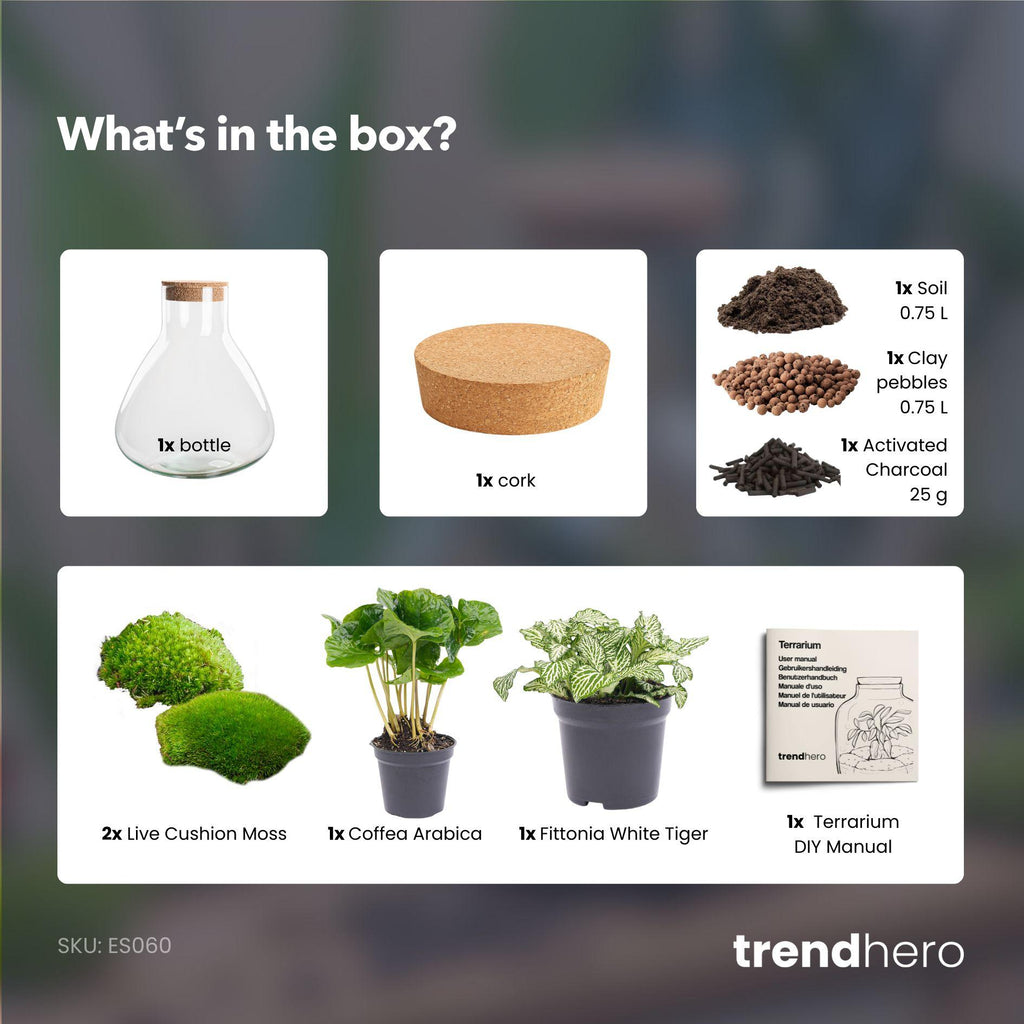 DIY Planten terrarium – Sammie Coffea White – ↕ 27 cm