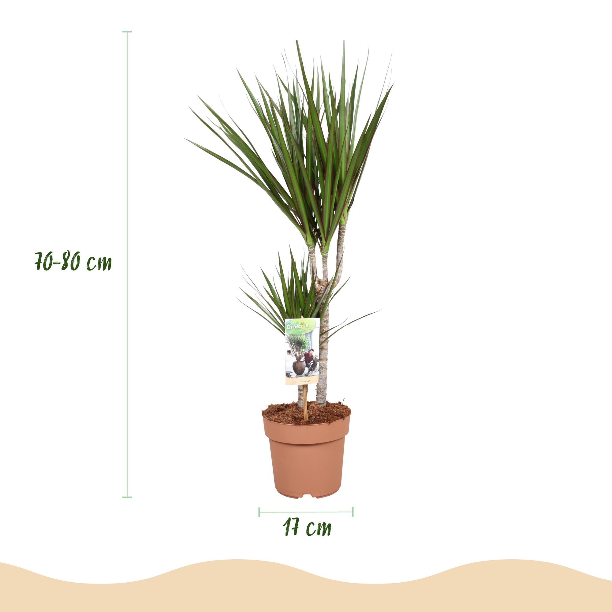 Green BoutiQ - Green is... Kamerplanten - Dracaena Marginata - Drakenbloedboom - Weinig onderhoud - Groen - 2 Planten - Pot 17cm - Hoogte 70-80cm