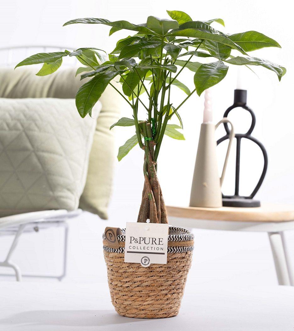 Pachira Aquatica In P&PURE Basket- Ø12cm - ↕45cm