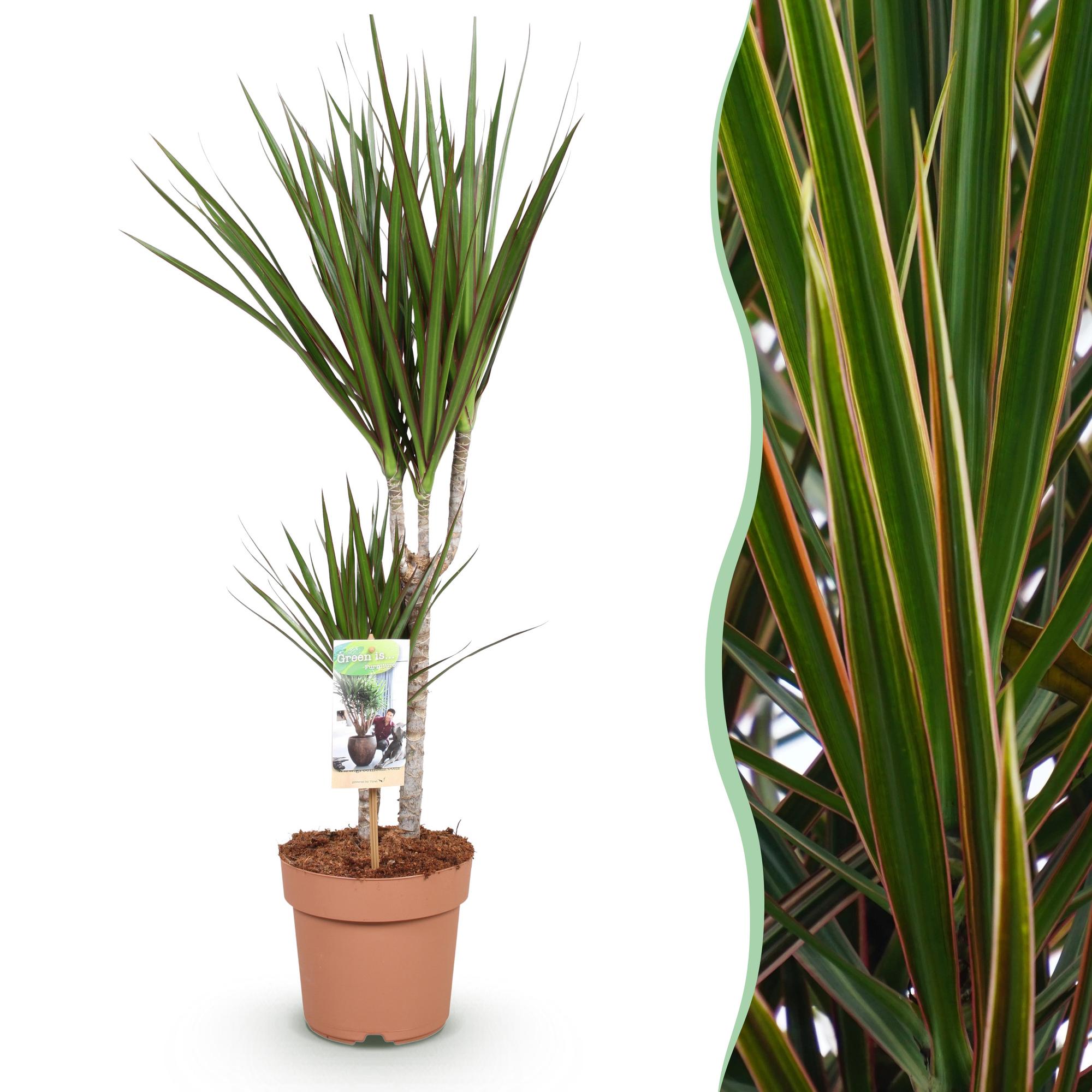 Green BoutiQ - Green is... Kamerplanten - Dracaena Marginata - Drakenbloedboom - Weinig onderhoud - Groen - 1 Plant - Pot 17cm - Hoogte 70-80cm