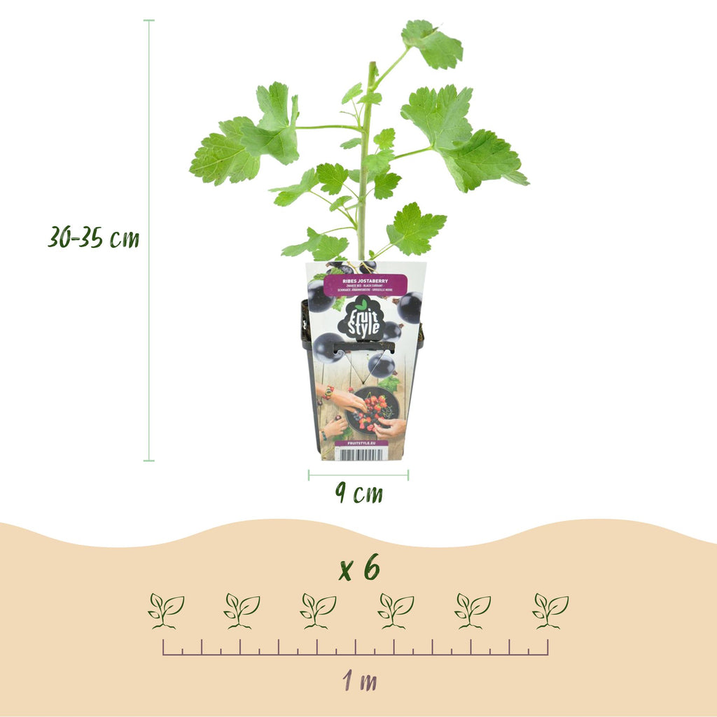 Green boutiQ - Fruitplanten - Jostabes - Ribes Jostabes - Winterhard - 6 Planten - Pot 9 cm - Zwarte Bes