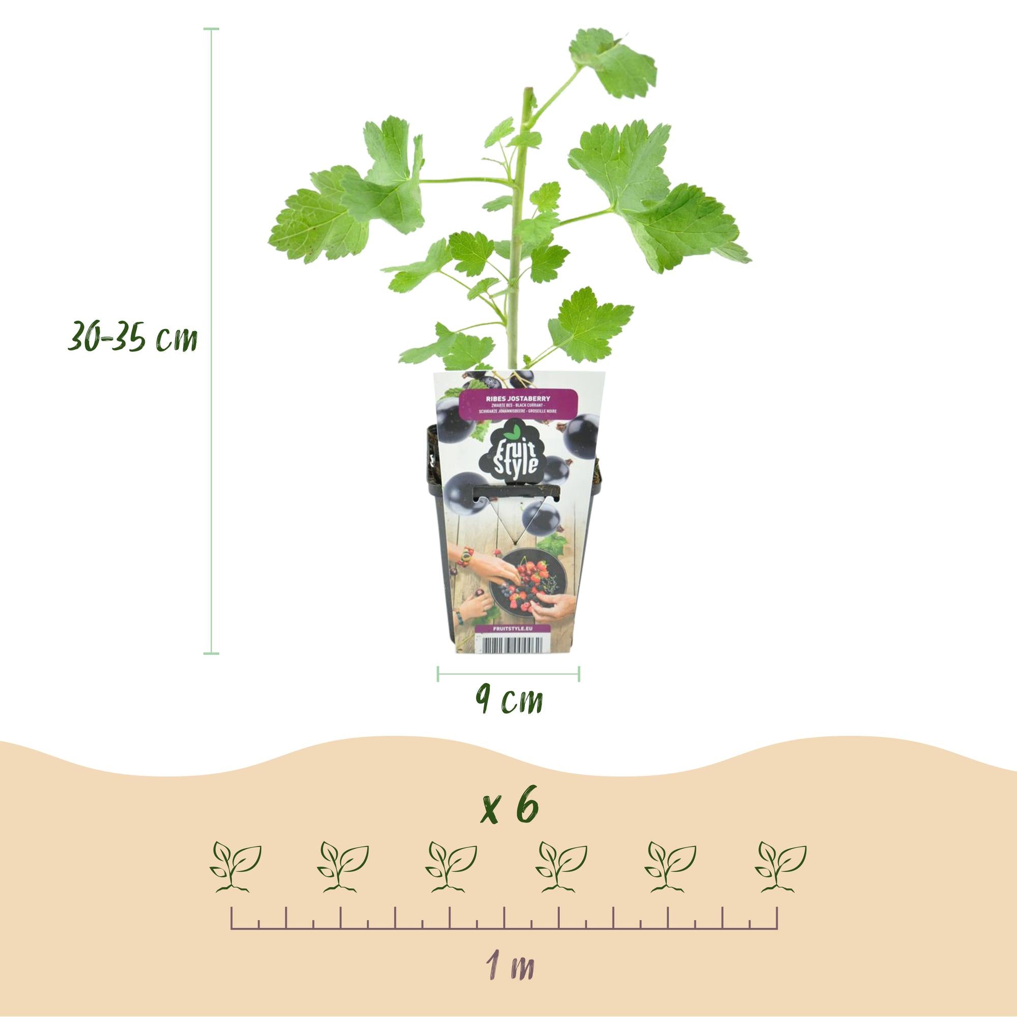 Green boutiQ - Fruitplanten - Jostabes - Ribes Jostabes - Winterhard - 6 Planten - Pot 9 cm - Zwarte Bes