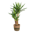Yucca Elephantipes Vertakt met mand Ø24cm - ↕80-100cm