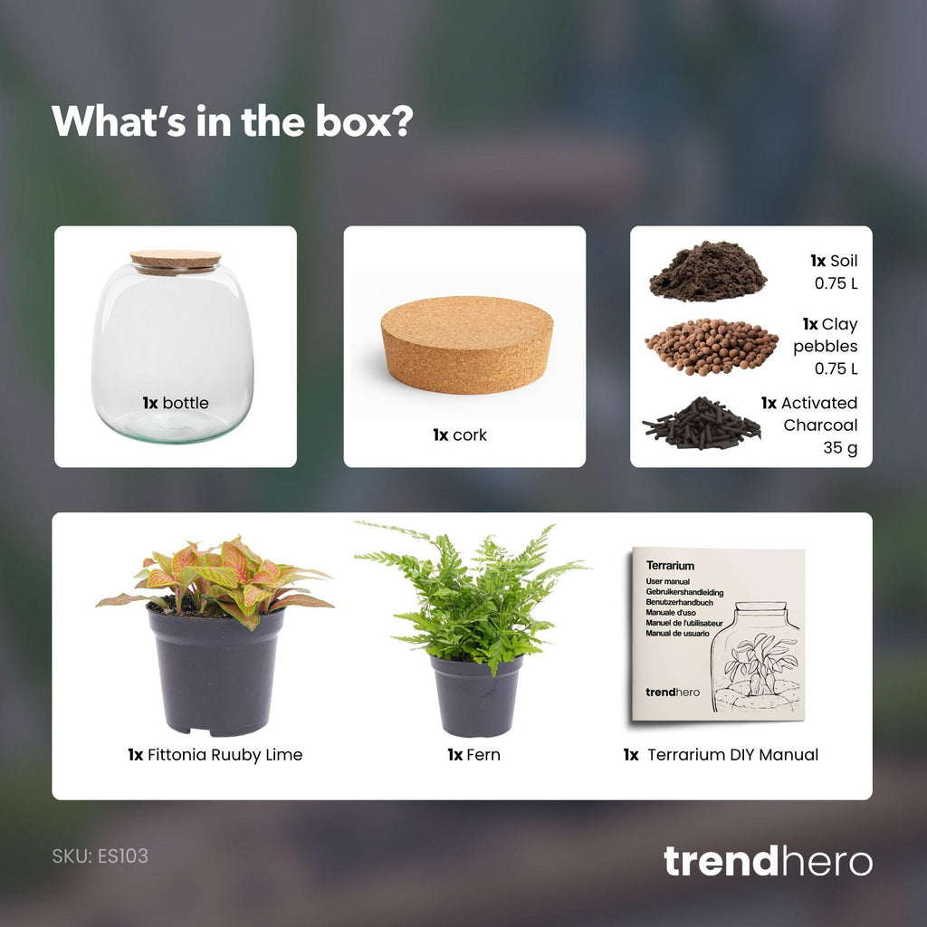 Planten terrarium - Emma Mini - DIY kit - ↑ 20 cm - Ø 19 cm - Fittona Ruby Lime
