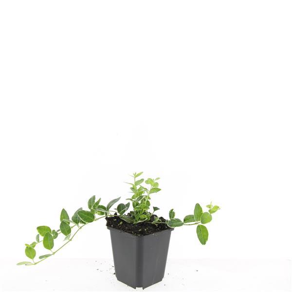 48x Vinca minor 'Argenteovariegata' - ↕10-25cm - Ø9cm