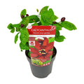 Sinocalycanthus 'Hartlage Wine'Â® - Ø19 - ↨30cm