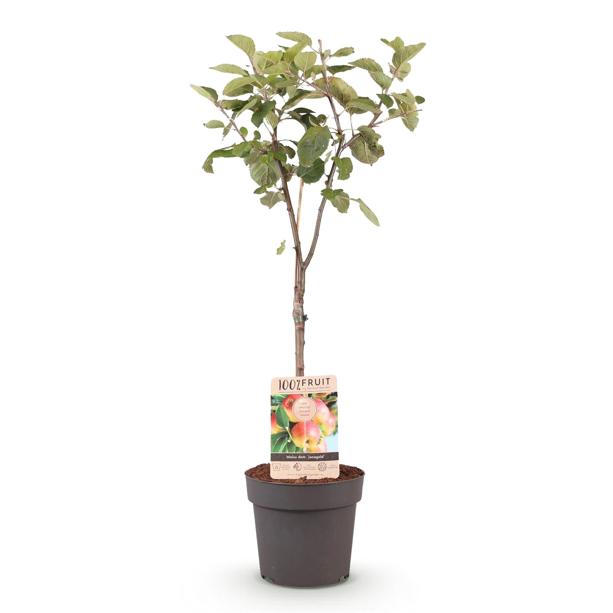 Green boutiQ - Fruitplant - Appelboom - Malus domestica Jonagold - Geel groene Appel - Pot 21cm Hoogte 90cm