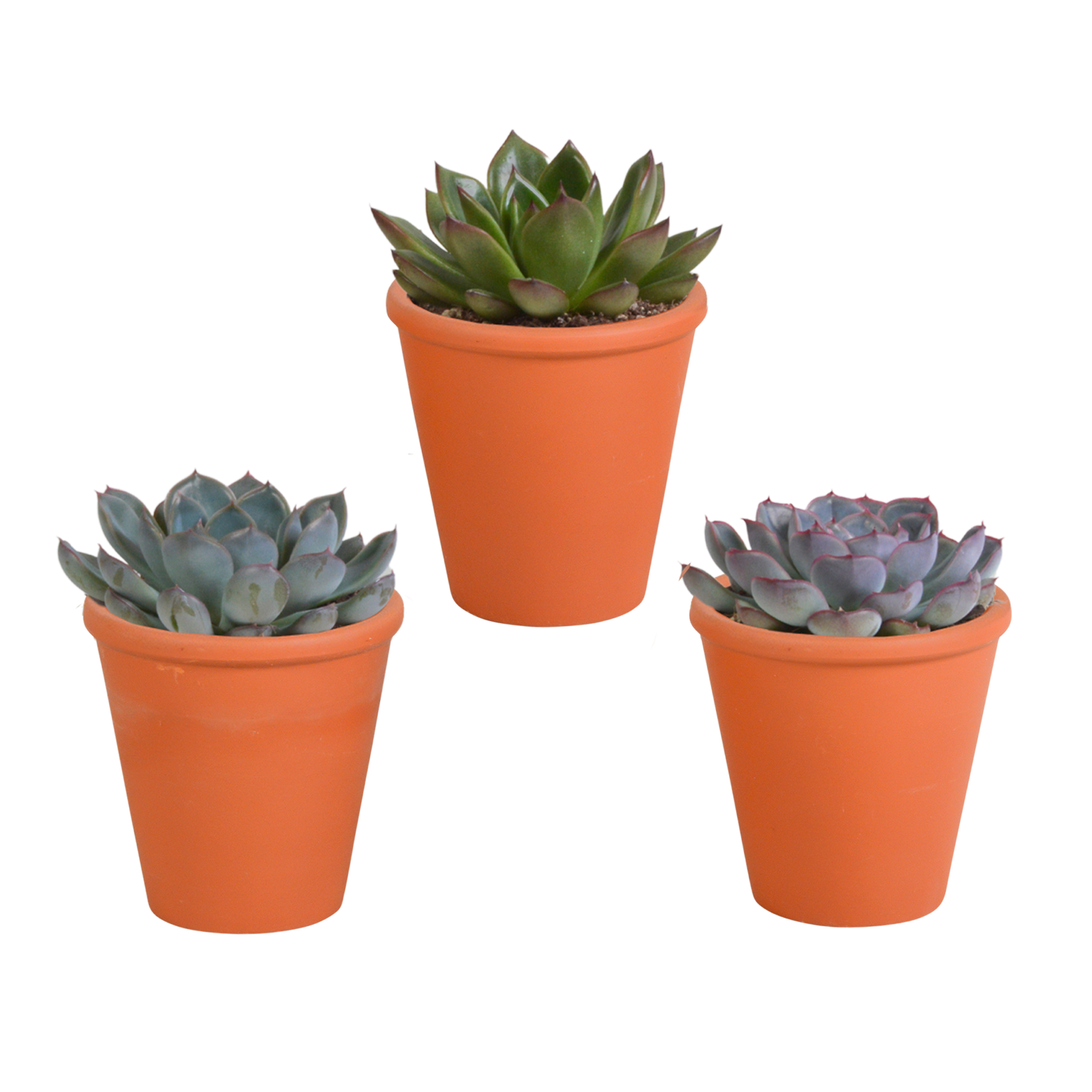 Echeveria mix 8.5 cm - 3x - in terracotta pot