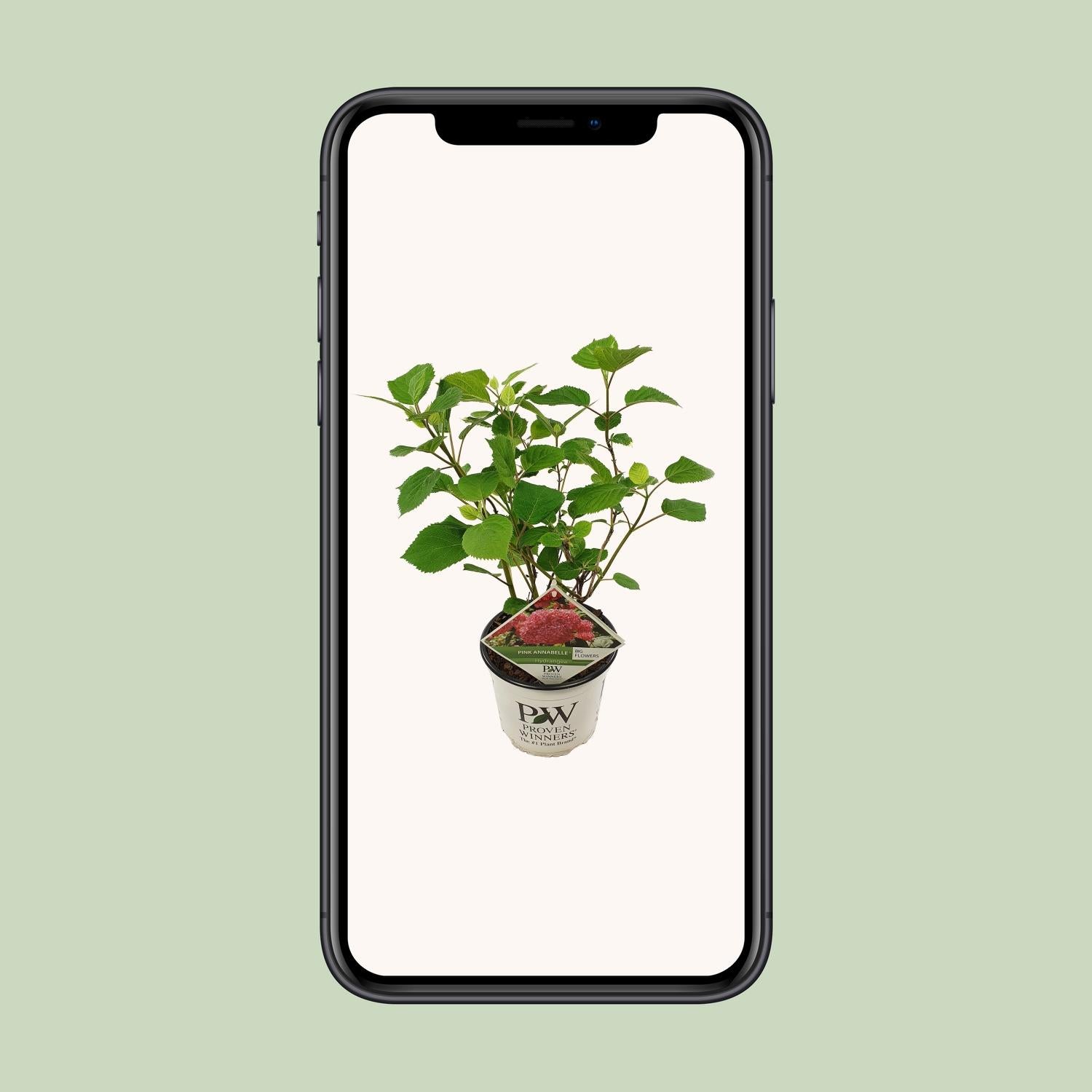 Hydrangea arbo. 'Pink Annabelle' - Ø19cm - ↕30cm