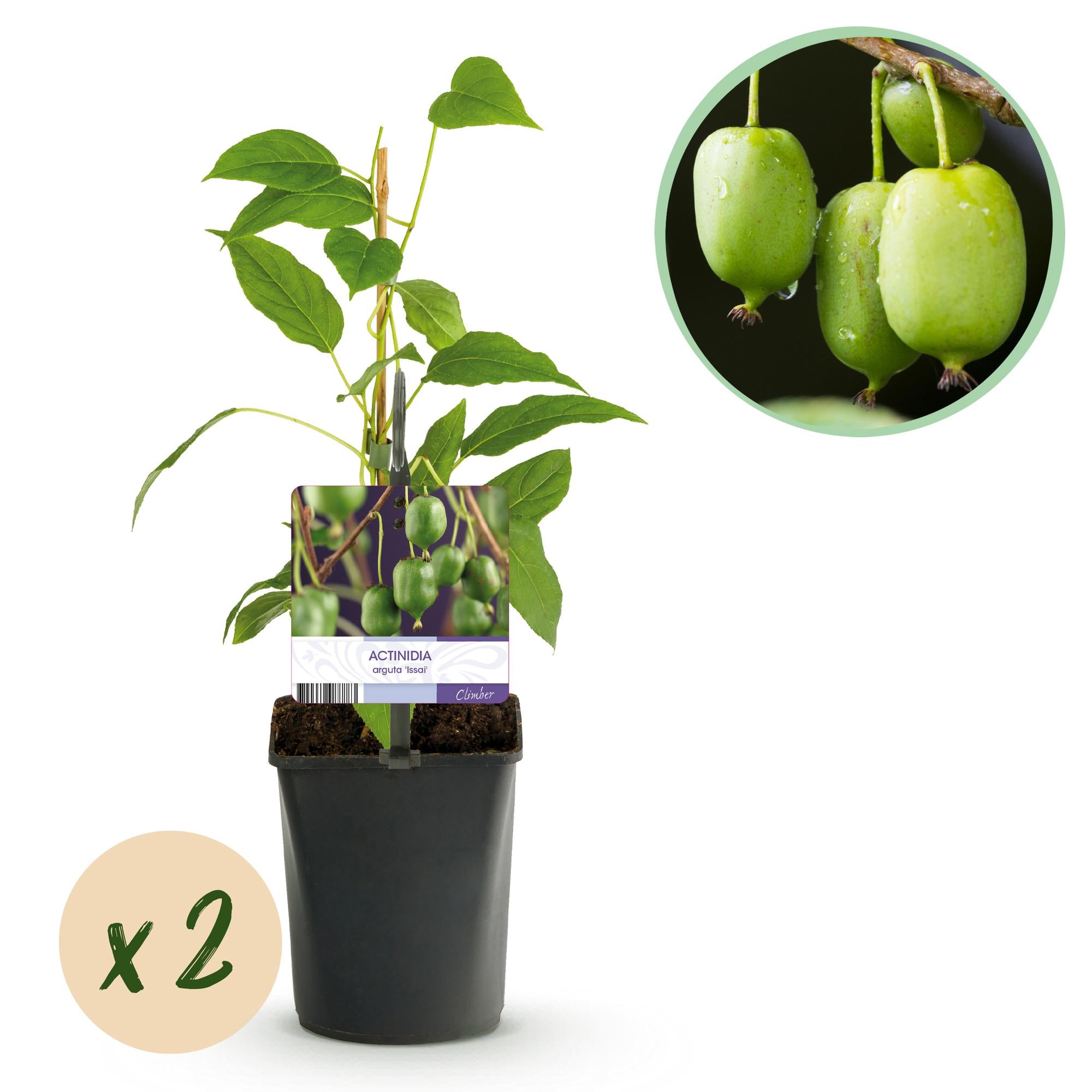 Green boutiQ - Fruitplant - Kiwi - Actinidia arguta Issai - Groene Vrucht - 2 planten -  Pot 11cm Hoogte 40cm