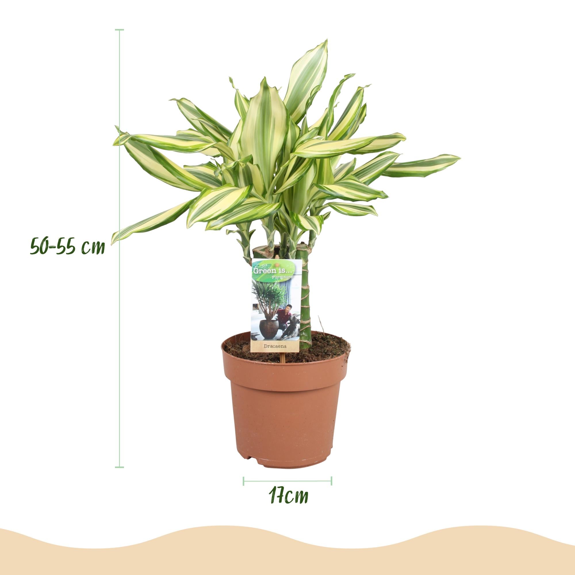 Green BoutiQ - Green is... Kamerplanten - Dracaena fragrans Diamond Dream - Drakenbloedboom - Weinig onderhoud - Groen - 1 Plant - Pot 17cm - Hoogte 50-55cm