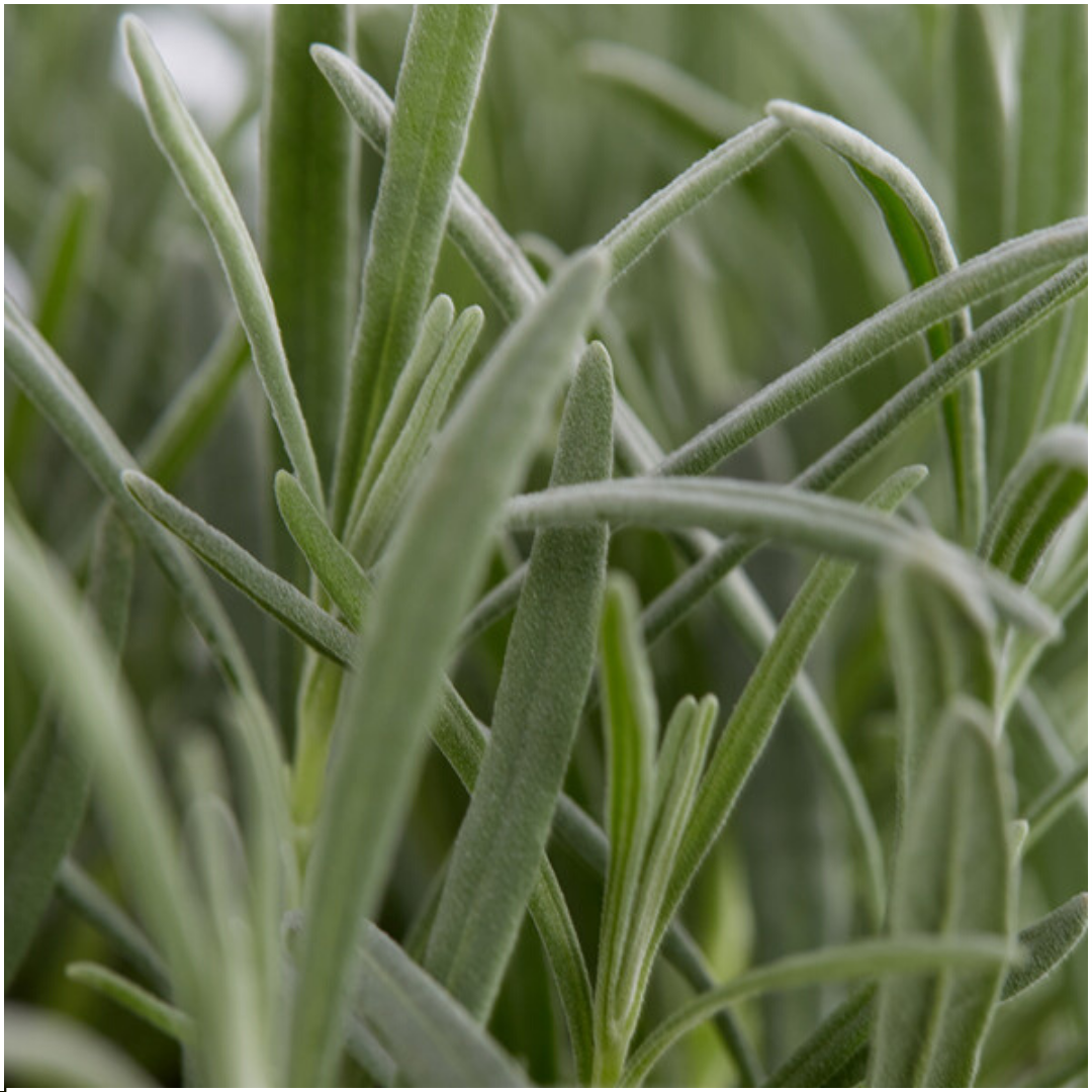 4x 6 pack Lavendel angustifolia - Ø7 cm - ↕15 cm