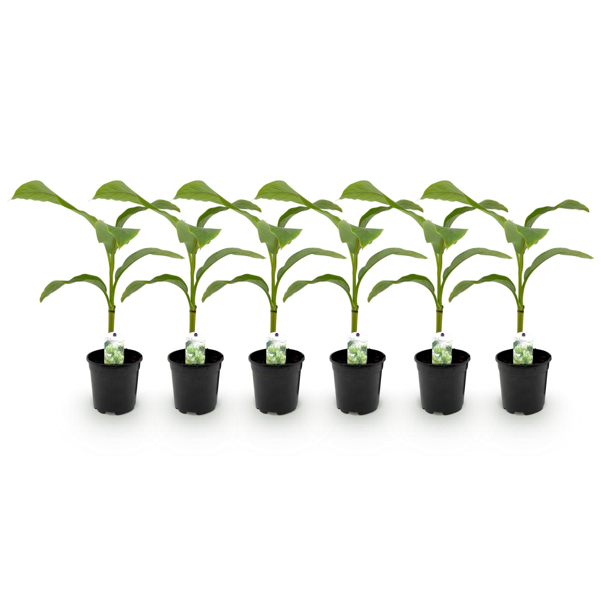 Green boutiQ - Fruitplant - Bananen plant - Musa Basjoo - Winterhard - 6 planten - Pot 17cm Hoogte 40cm