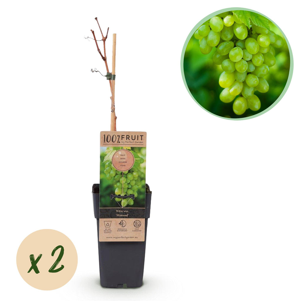 Green boutiQ - Fruitplant - Witte Druif -  Vitis vinifera Himrod - Pitloos - 2 planten - Pot 15cm Hoogte 50cm