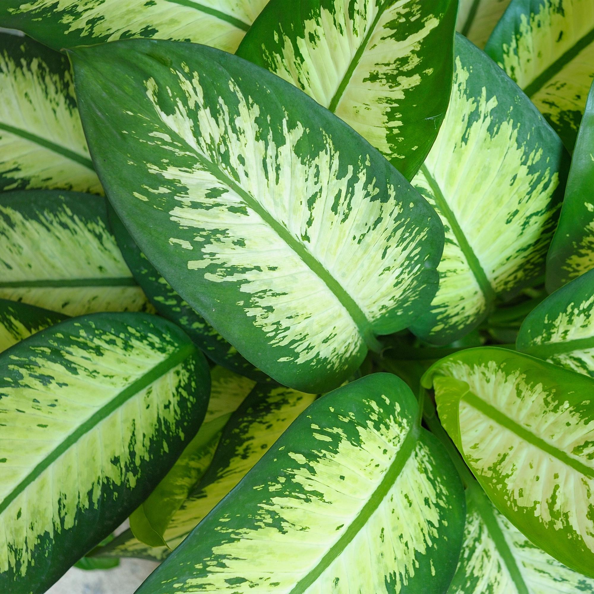 Green BoutiQ - Green is... Kamerplanten - Diefenbachia Tropic Snow - Dieffenbachia - Weinig onderhoud - Groen - 1 Plant - Pot 21cm - Hoogte 90-100cm