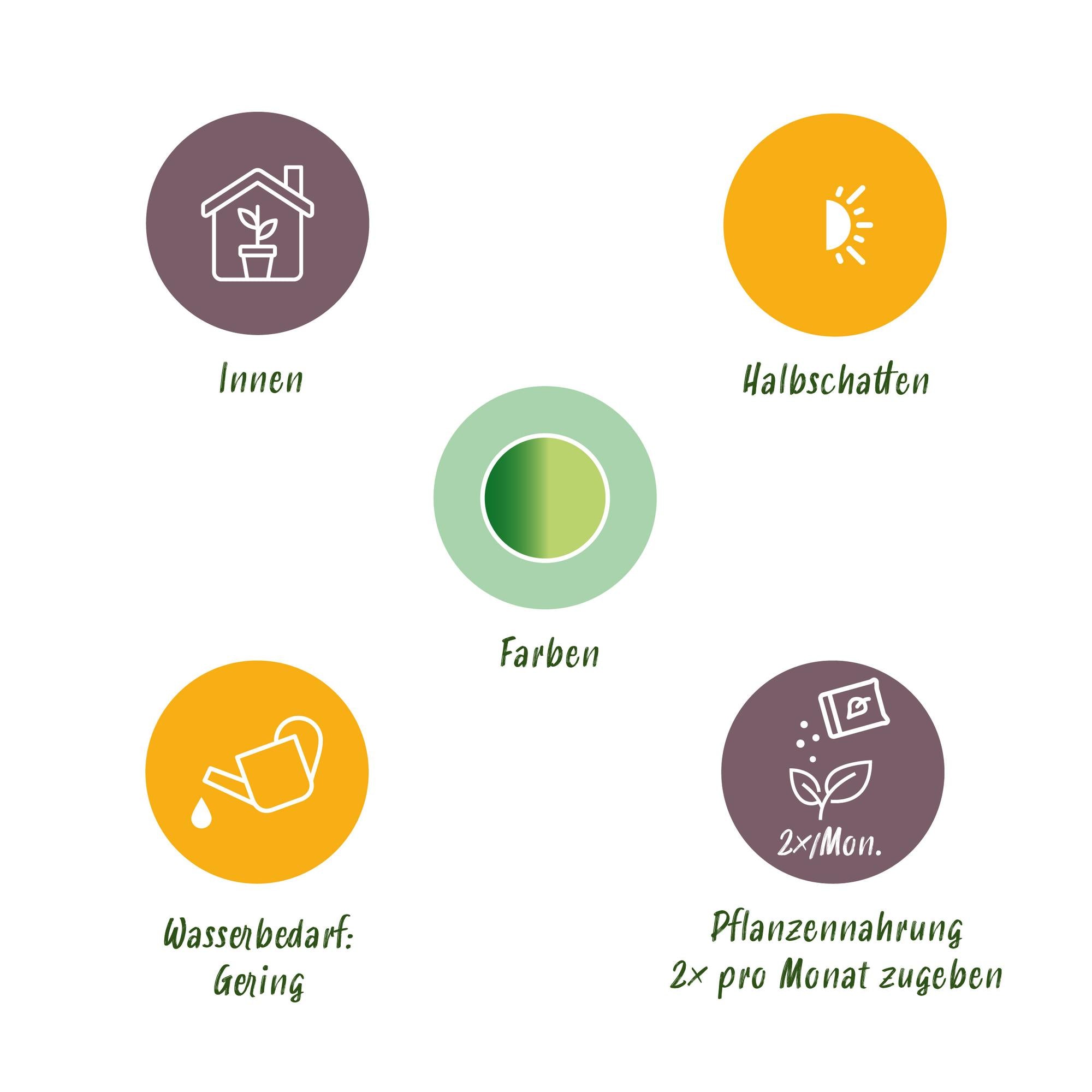 Green BoutiQ - Green is... Kamerplanten - Dracaena fragrans Golden Coast - Drakenbloedboom - Weinig onderhoud - Groen - 1 Plant - Pot 17cm - Hoogte 50-55cm