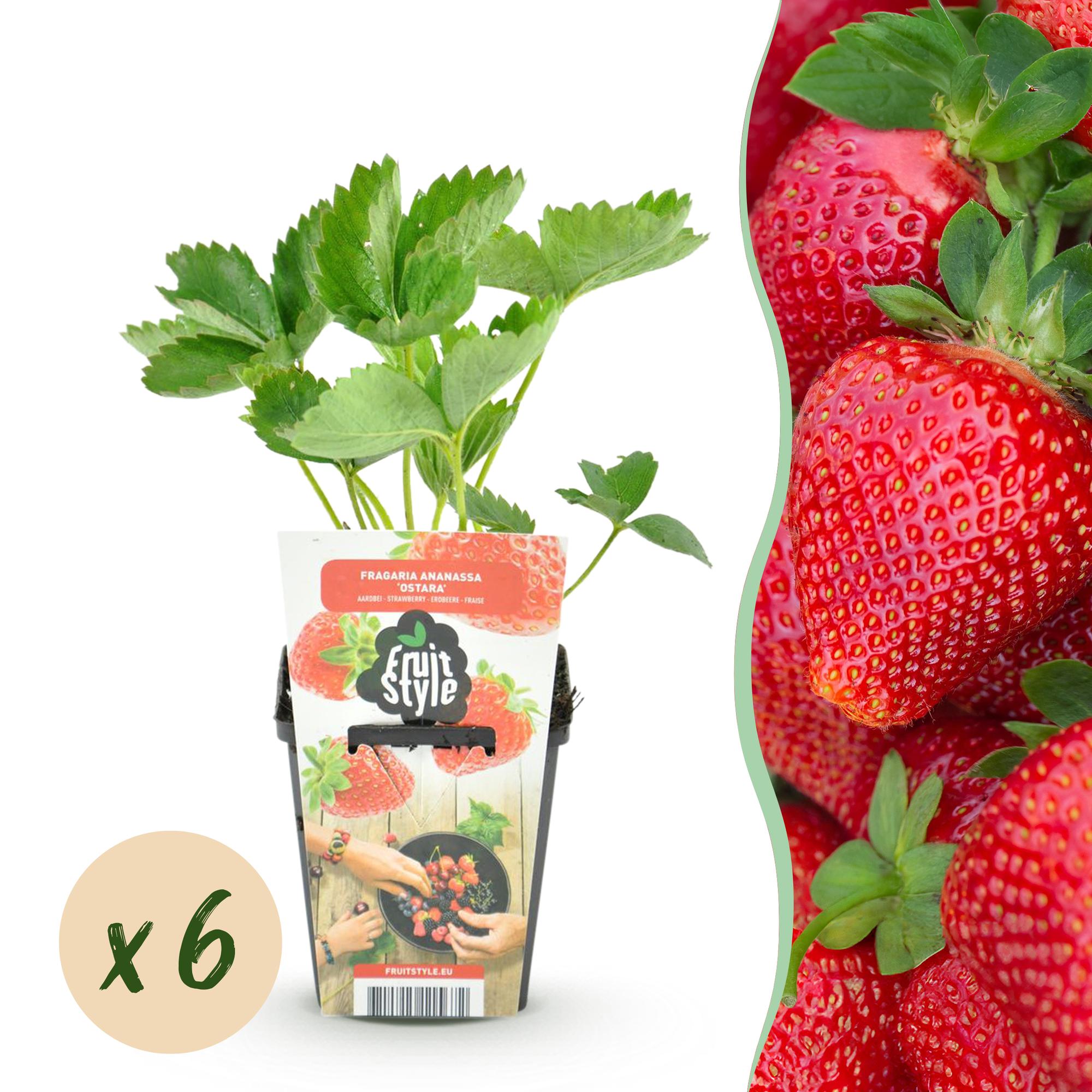 Green boutiQ - Fruitplanten - Aardbei - Fragaria Maxim - Winterhard - 6 Planten - Pot 9 cm - Rode Aardbei