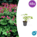 48x Geranium macr. 'Czakor' - ↕10-25cm - Ø9cm