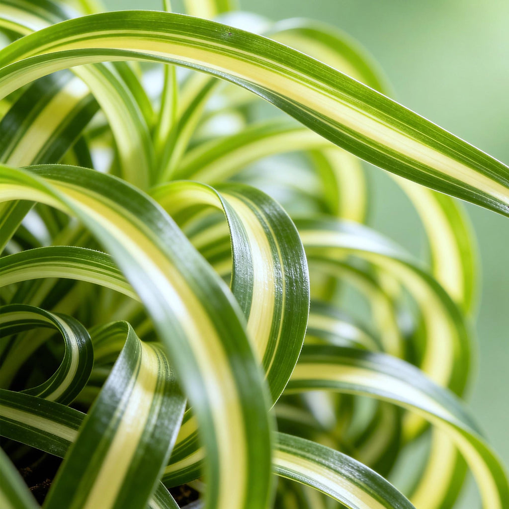 Green boutiQ - Kamerplant - Chlorophytum comosum Bonnie - Krullende Graslelie - Huisdiervriendelijk - Bont - 4 Planten - Pot 12cm - Hoogte 20-25cm