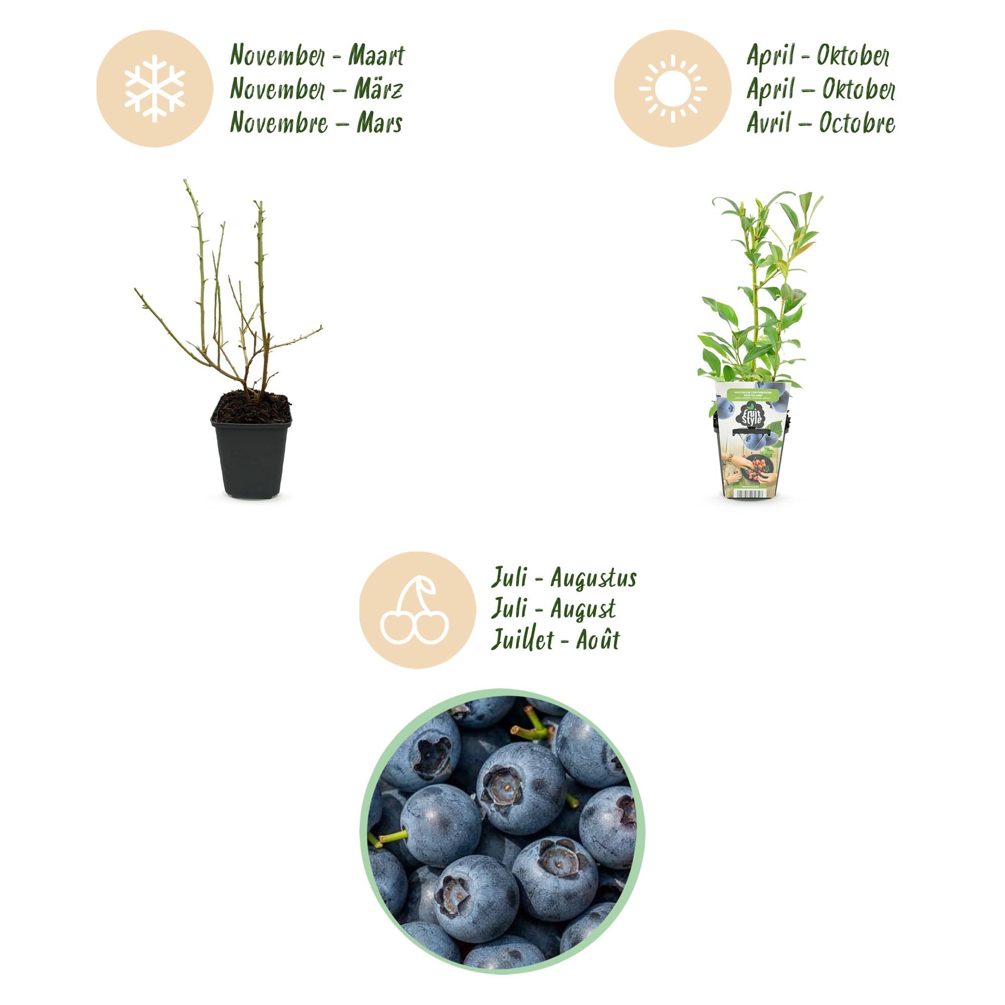 Green boutiQ - Fruitplanten - Blauwe Bes - Vaccinium corymbossum Northland - Winterhard - 6 Planten - Pot 9 cm - Blauwe Bes