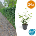 24x Hedera Hibernica - ↕10-25cm - Ø9cm