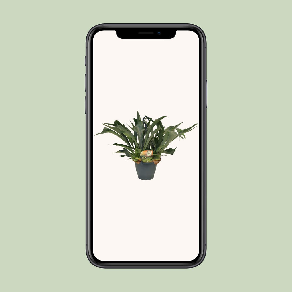 Platycerium Bifurcatum - Ø21cm - ↕50cm