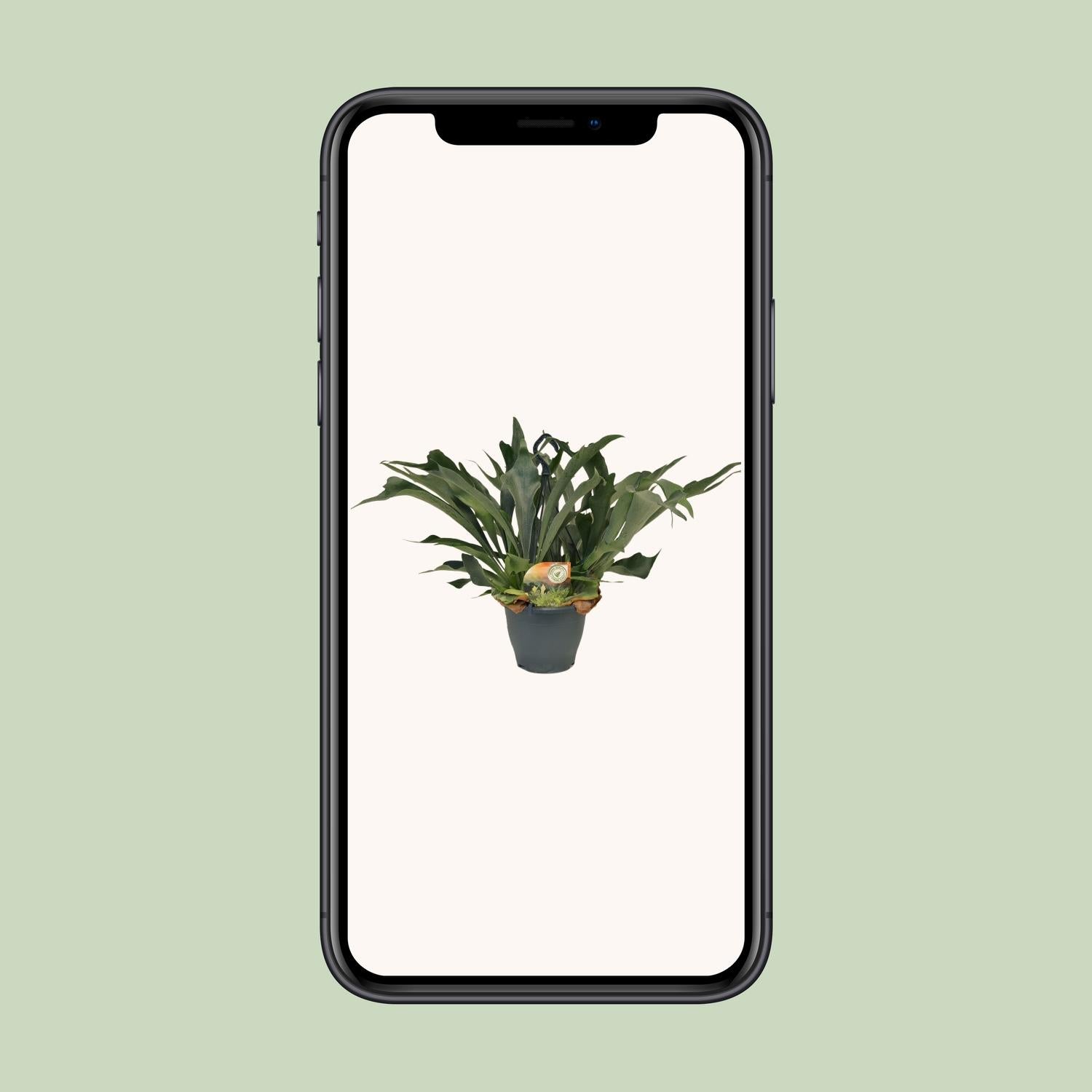 Platycerium Bifurcatum - Ø21cm - ↕50cm