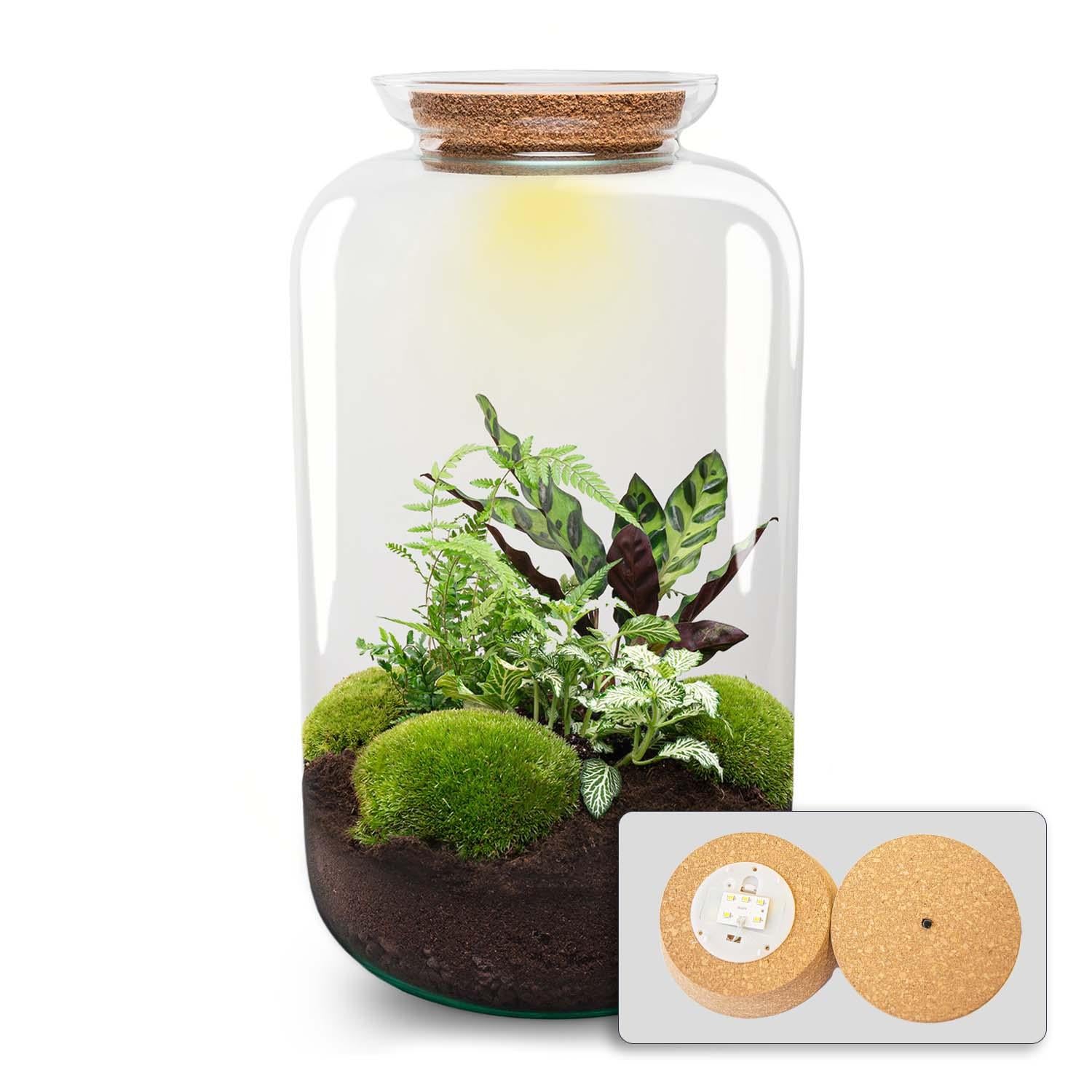 DIY Planten terrarium met licht - Sven XL Botanical - Ø 23 cm ↑ 43 cm - No tools