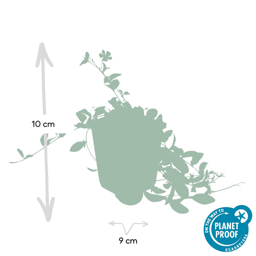 20x Vinca minor 'La Grave' - ↕10-25cm - Ø9cm
