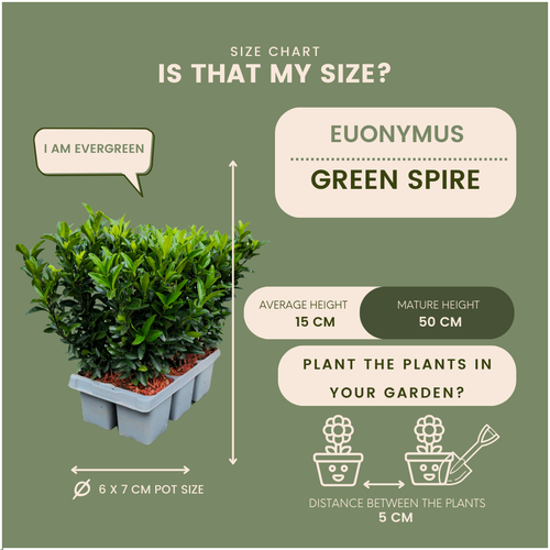 12 Euonymus 'Green Spire' - 12 x Ø 7 cm - ↨ 15 cm