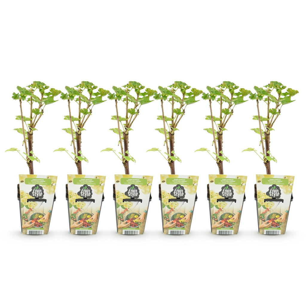 Green boutiQ - Fruitplanten - Wiite Bes - Ribes rubrum Witte Hollander - Winterhard - 6 Planten - Pot 9 cm - Witte Bes