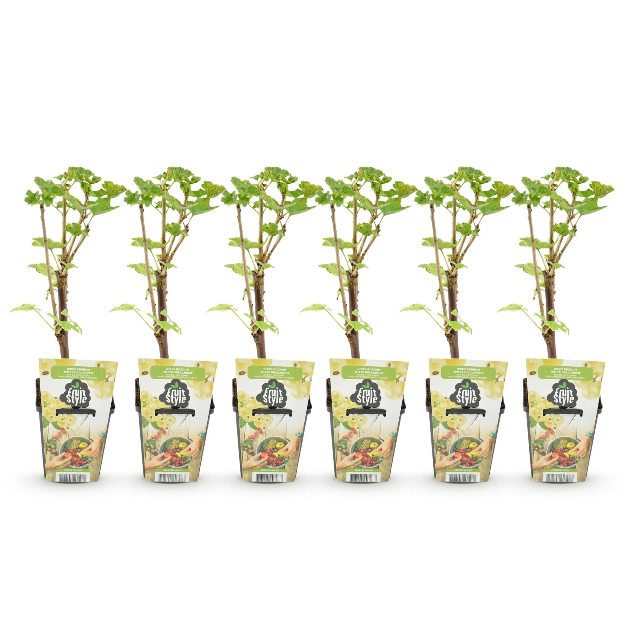 Green boutiQ - Fruitplanten - Wiite Bes - Ribes rubrum Witte Hollander - Winterhard - 6 Planten - Pot 9 cm - Witte Bes
