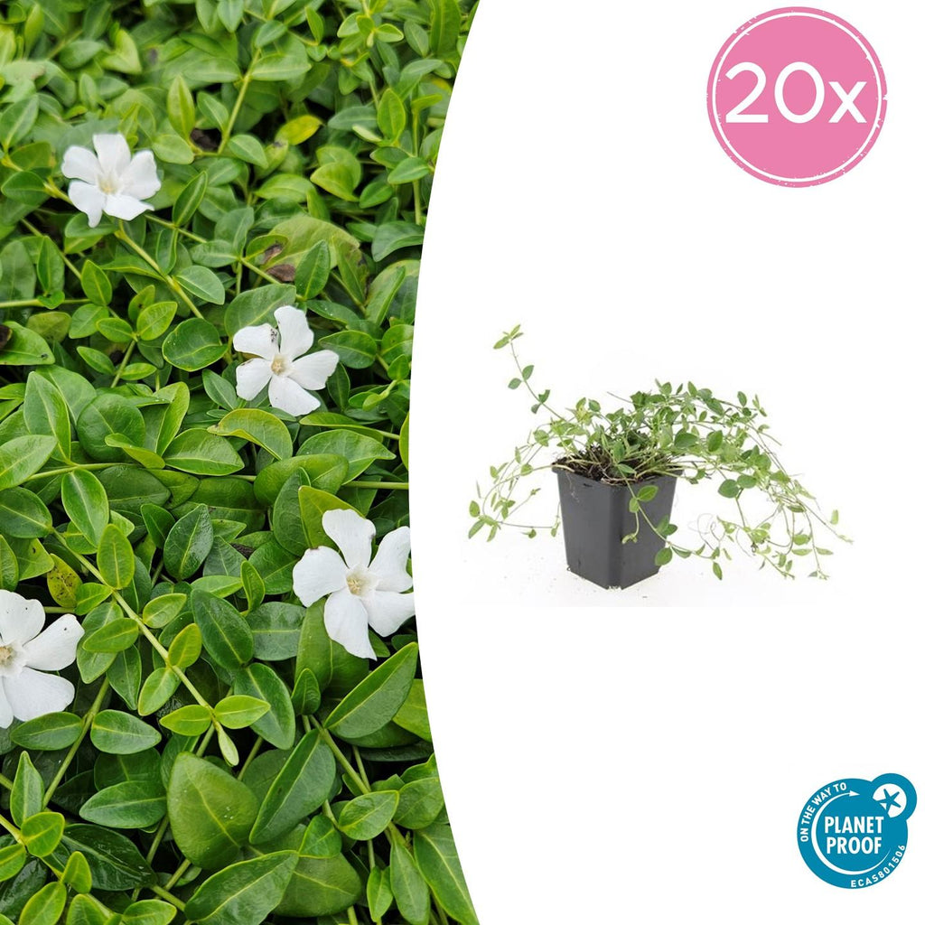 20x Vinca minor 'Gertrude Jekyll' - ↕10-25cm - Ø9cm