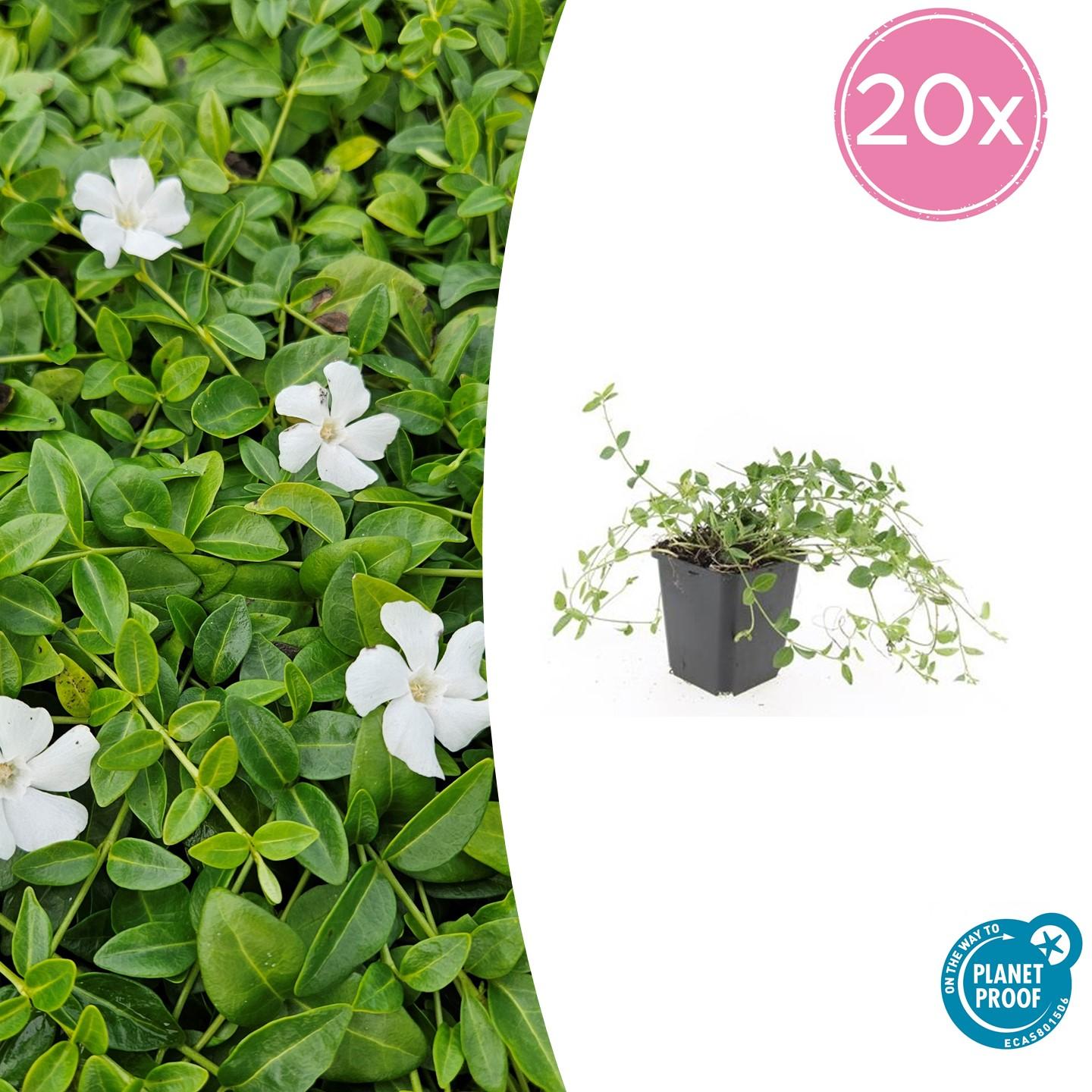 20x Vinca minor 'Gertrude Jekyll' - ↕10-25cm - Ø9cm