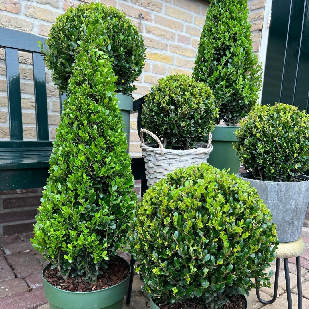 1x Ilex piramide 55 cm hoog |  Ø  21 cm