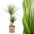 Green BoutiQ - Green is... Kamerplanten - Dracaena Marginata Bicolor - Drakenbloedboom - Weinig onderhoud - met mand - Groen - 1 Plant - Pot 17cm - Hoogte 70-75cm